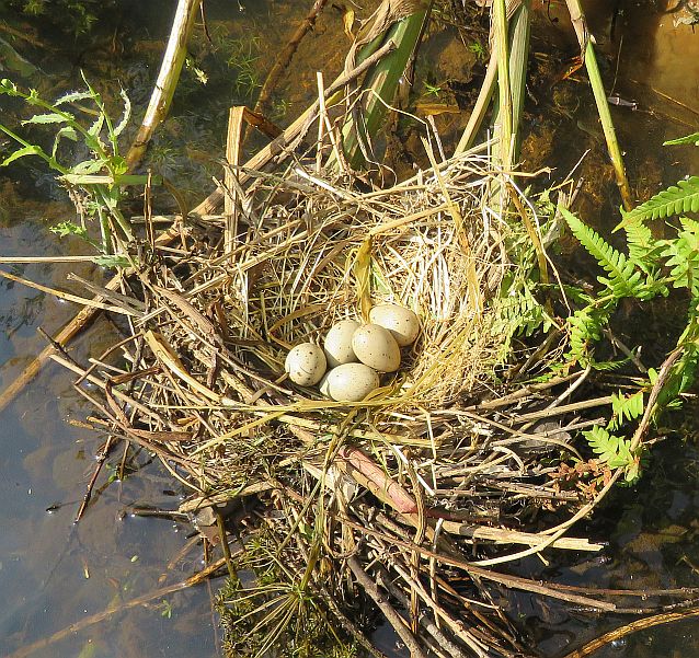 Moorhen Nest